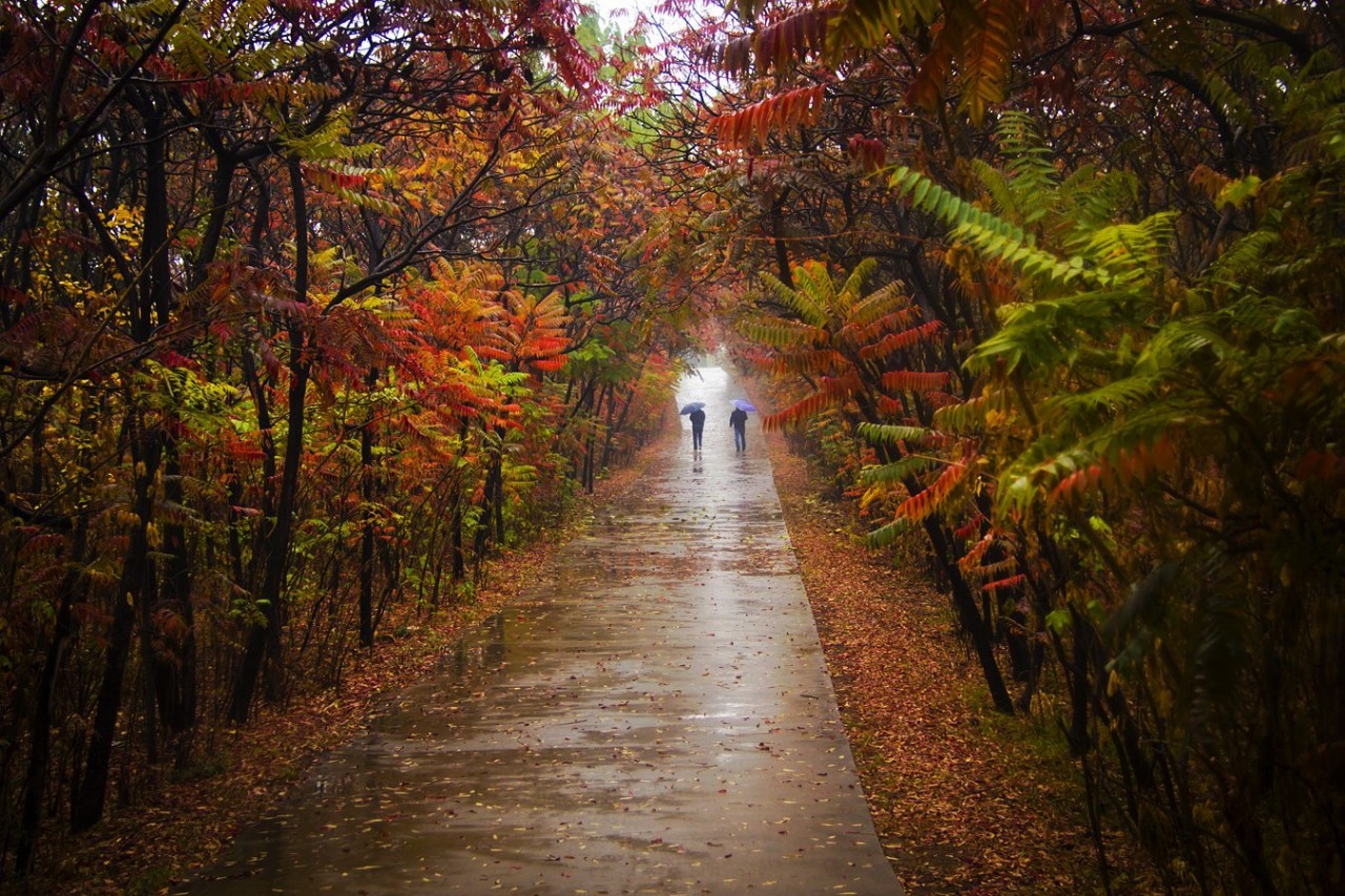 唯美，淋漓在古诗词里的那场秋雨