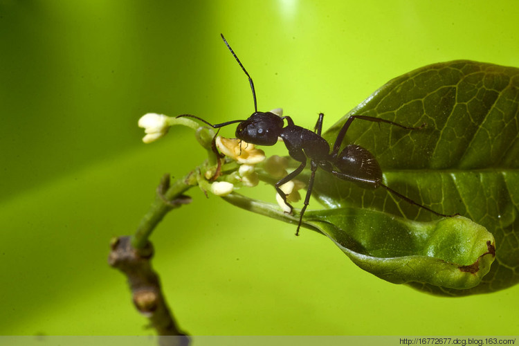 家庭养花 养花十大害虫概况与防治方法 建议收藏 天天看点