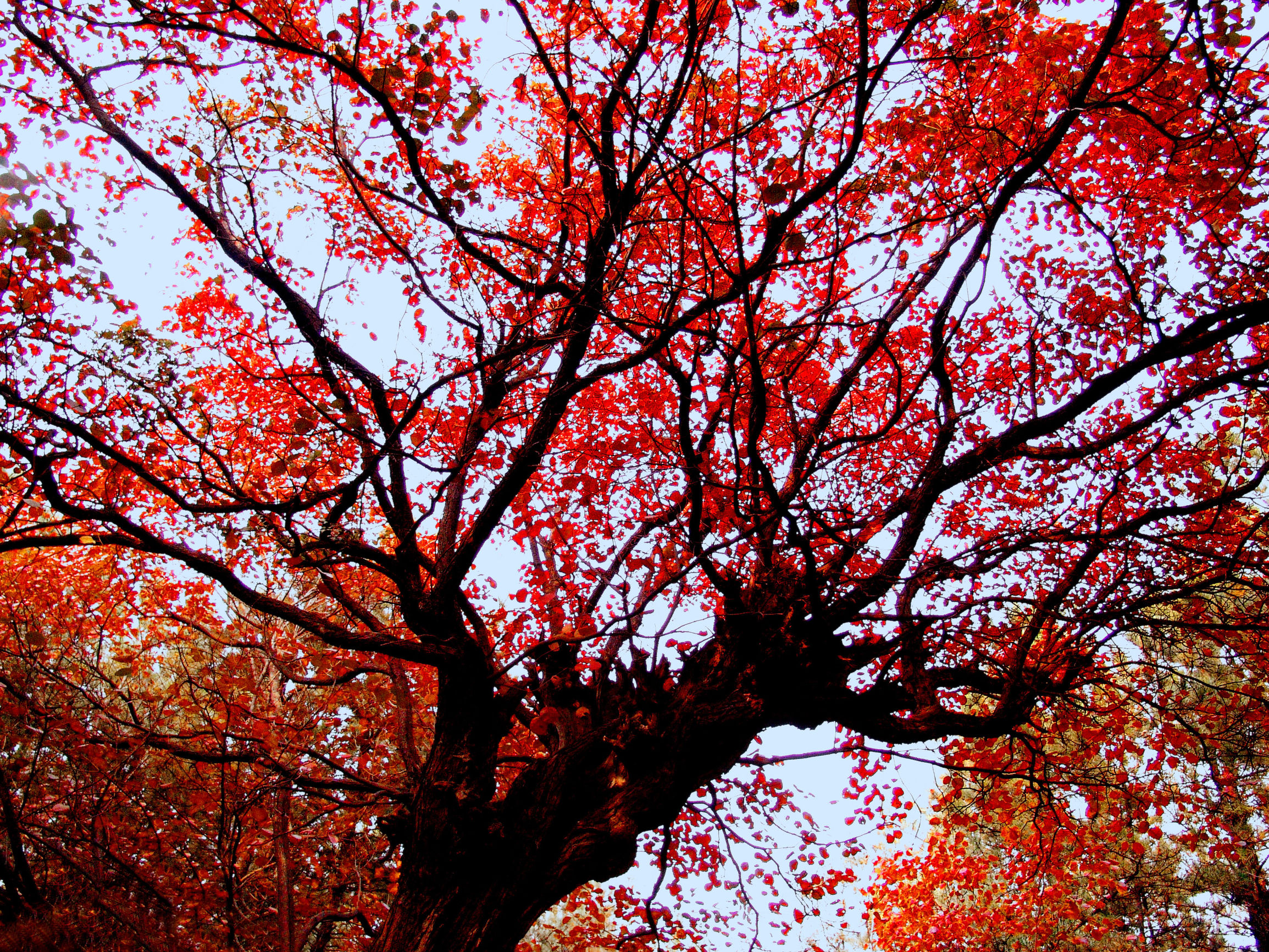 满山秋色关不住,一片红叶寄相思!