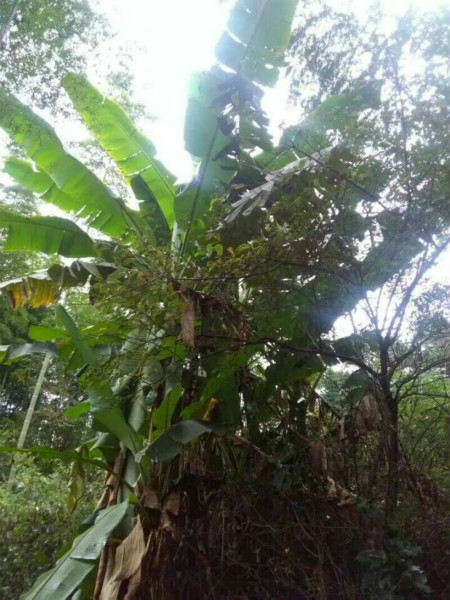 野芭蕉根的功效与作用-我的快乐小窝