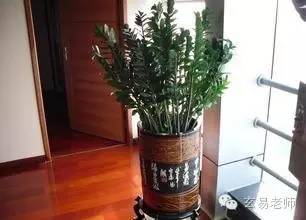 广州玄易谈风水：商铺聚财风水植物