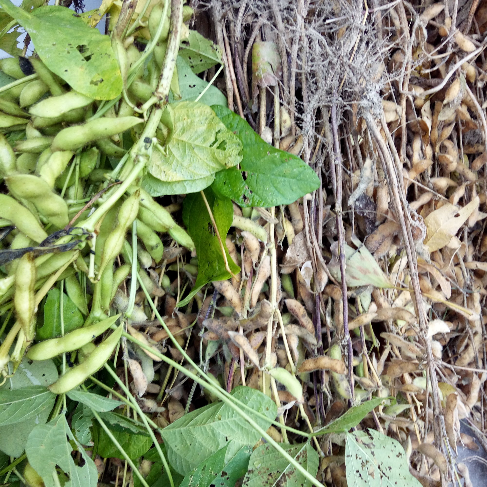 毛豆和黃豆是同一種東西嗎,毛豆和黃豆是同一種東西嗎?在di?ji