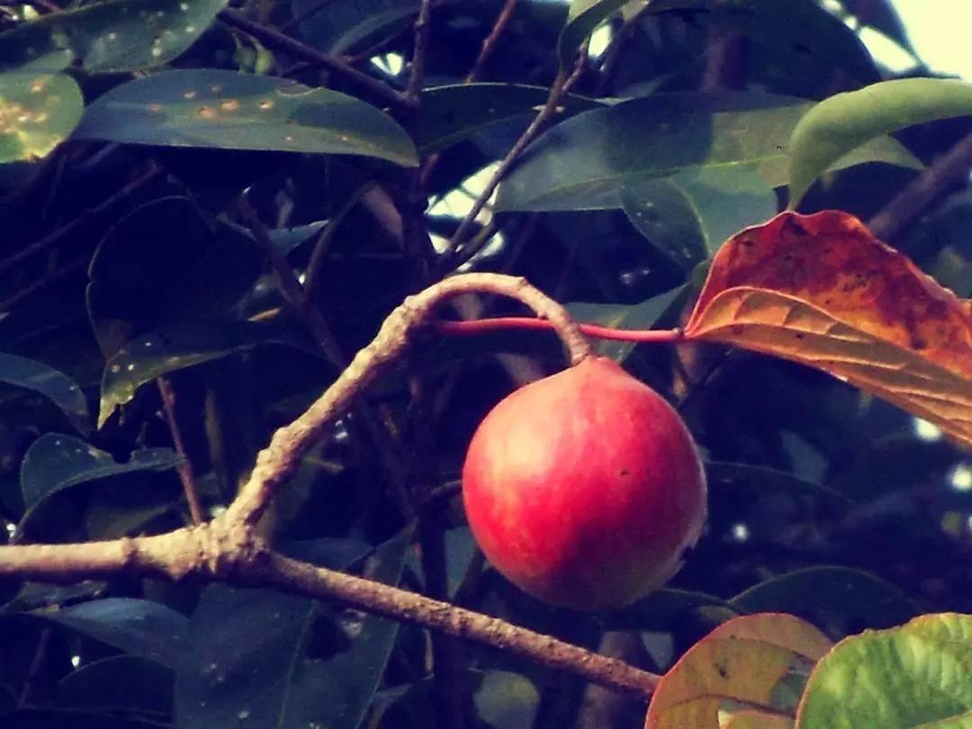 13油桐树图片(油桐树)