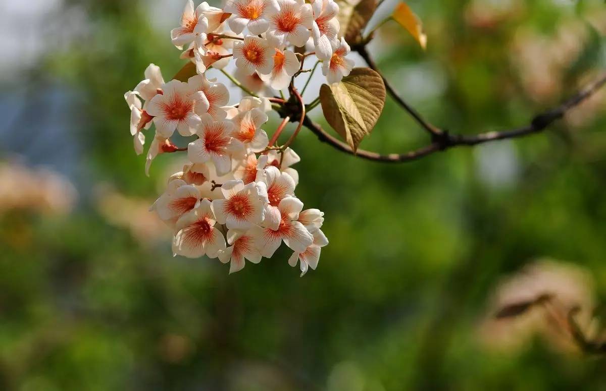 13油桐树图片(油桐树)
