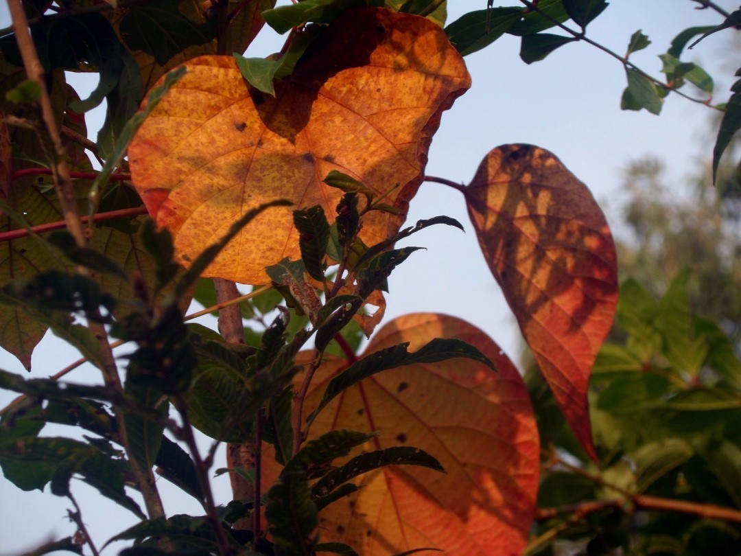 13油桐树图片(油桐树)