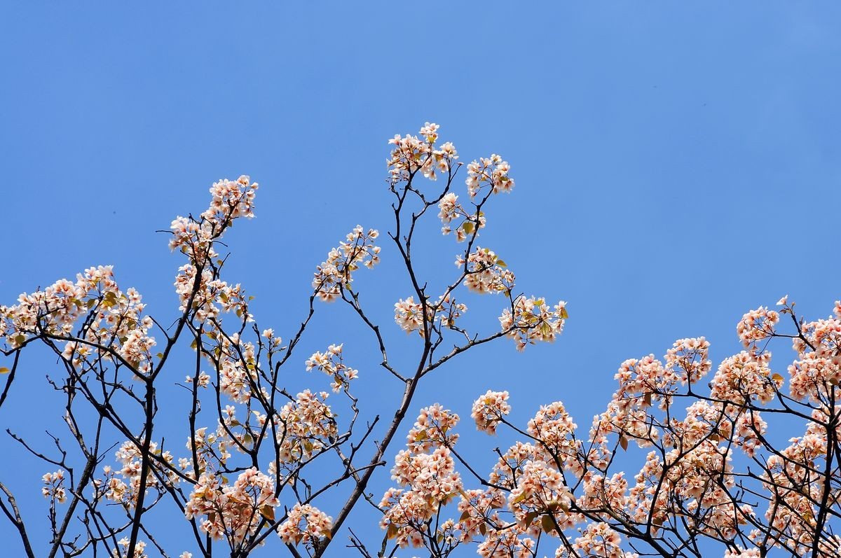 13油桐树图片(油桐树)