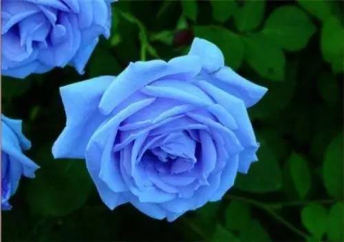 粉色玫瑰花语是什么（玫瑰花都有着不同的花语）-第7张图片