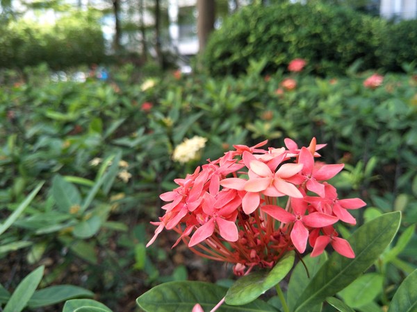 OPPO R9s评测：这次后置摄像头也加满了血！