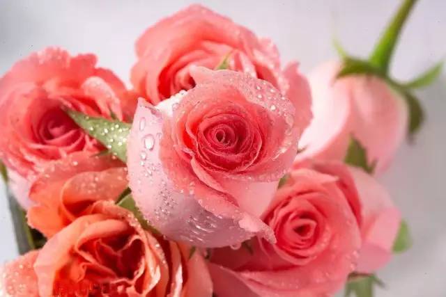 粉色玫瑰花语是什么（玫瑰花都有着不同的花语）-第3张图片