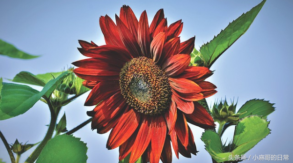 高钾血症的原因表现及处理