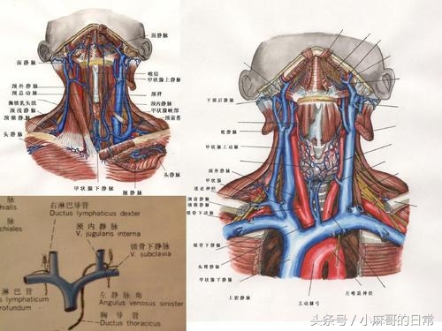 右侧颈内静脉解剖图图片