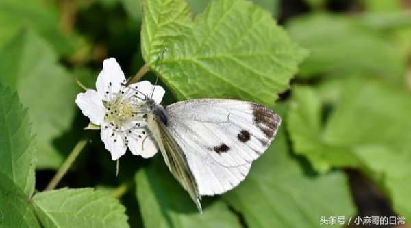 高钾血症的原因表现及处理