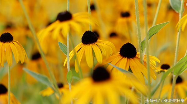 高钾血症的原因表现及处理