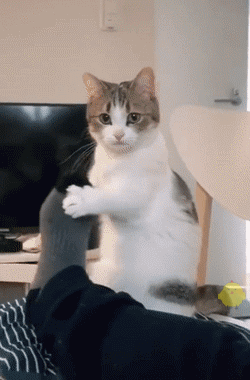 听说受人欢迎的猫咪，都学了这6种道歉方法