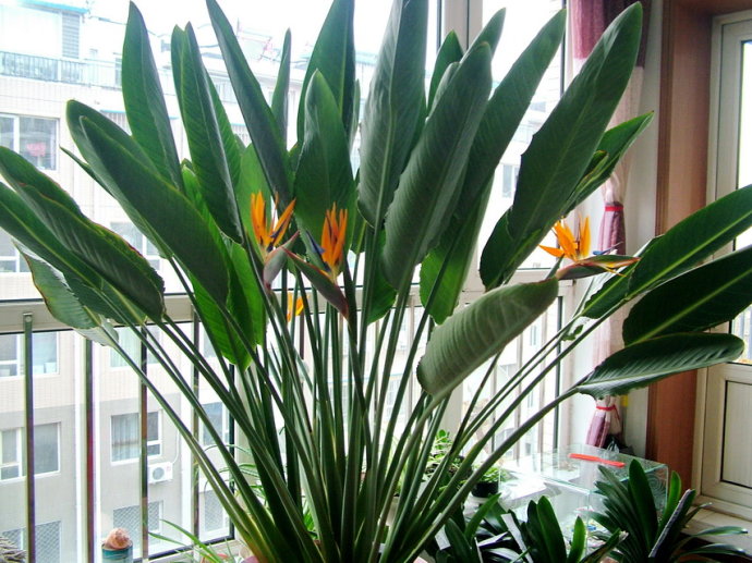 8种“吸毒花”，客厅一放，废气吸光，又大气又漂亮