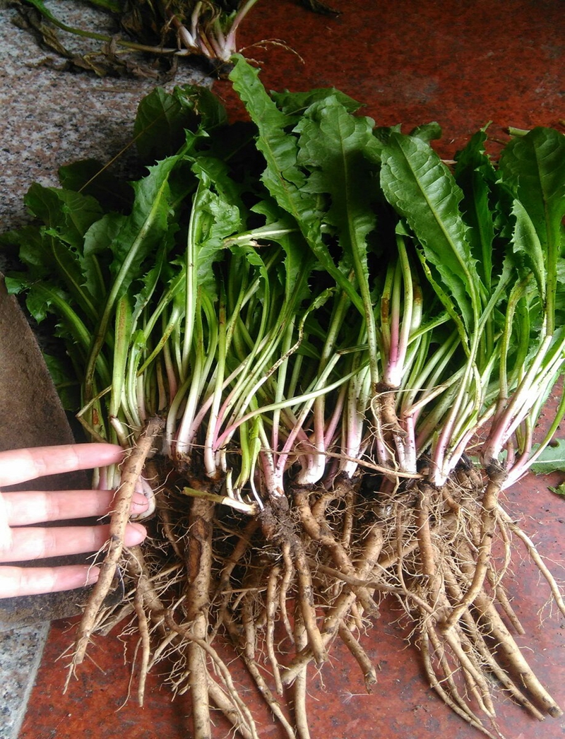 9种常见的野菜,比青菜还好吃,解腻又养人,看见别错过