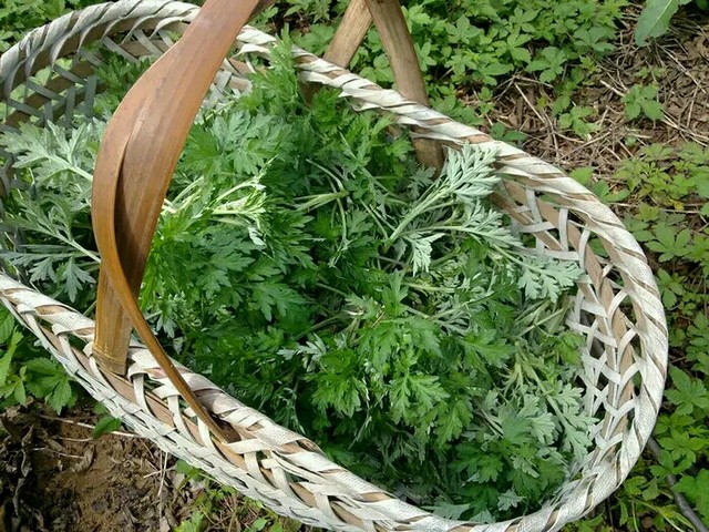 刺菜的功效与作用(9种常见的野菜详细介绍)