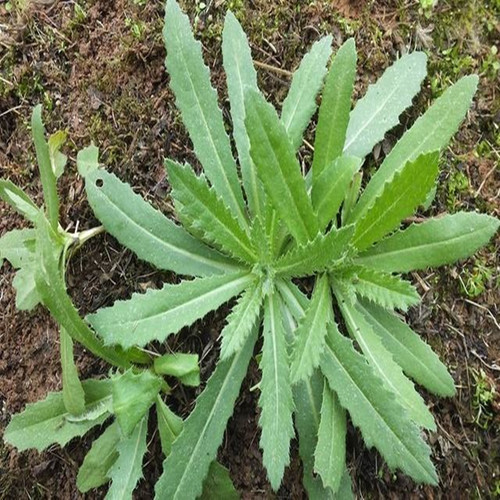 野菜图片大全及名字和功效(常见可食用野菜分享) - 青鸟号