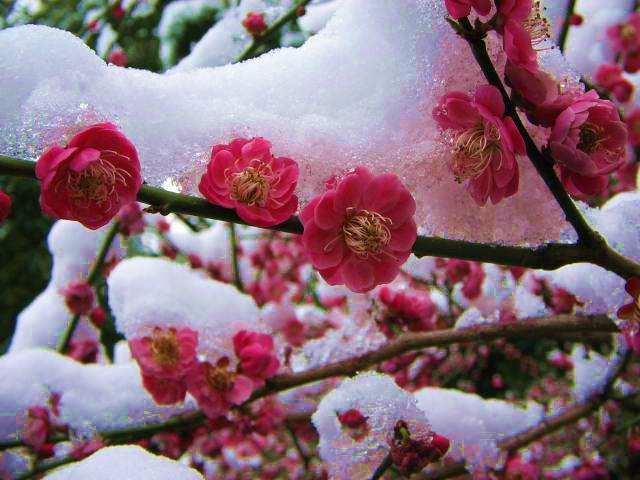 一年12月，每月都有“花神”在，你几月出生？别错过你的幸运花