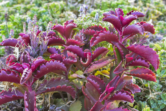 9种"养不死"的花,小盆少浇水,能养几十年,变成"吉利树"