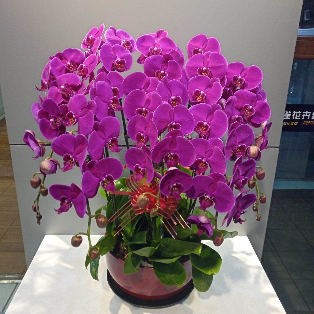 11种年宵花,自带"富贵命",春节摆家里,运气一直旺