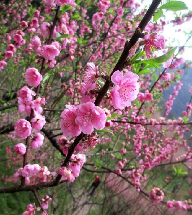 一年12月，每月都有“花神”在，你几月出生？别错过你的幸运花