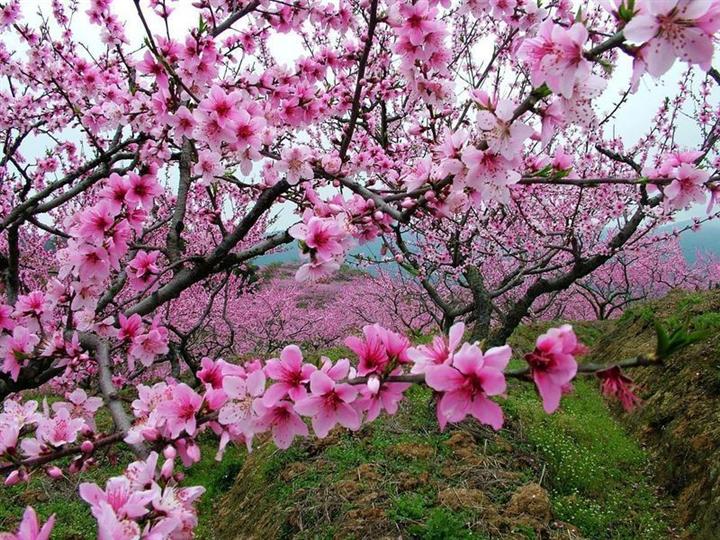 一年12月，每月都有“花神”在，你几月出生？别错过你的幸运花