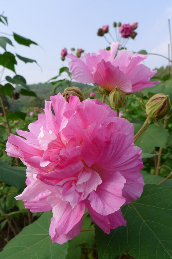 一年12月，每月都有“花神”在，你几月出生？别错过你的幸运花