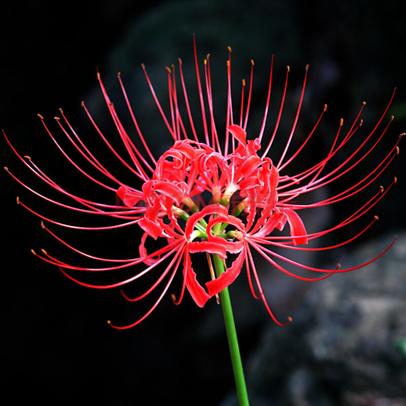 彼岸花为什么叫死人花 彼岸花可怕的图片 - 汽车时代网