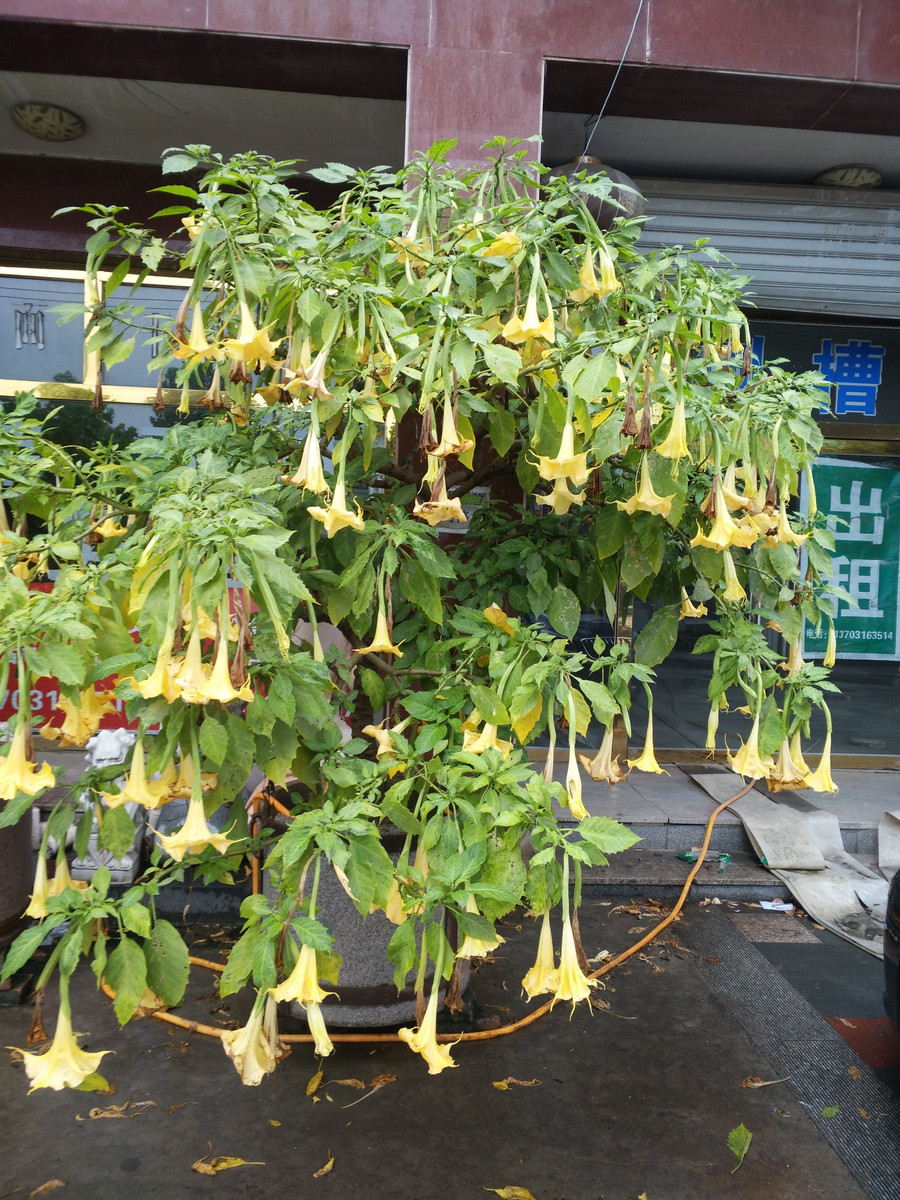 十种“大毒花”,家里经常养,越漂亮毒性越大,避开为好