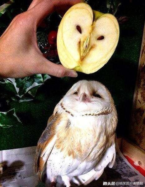 猫头鹰与苹果