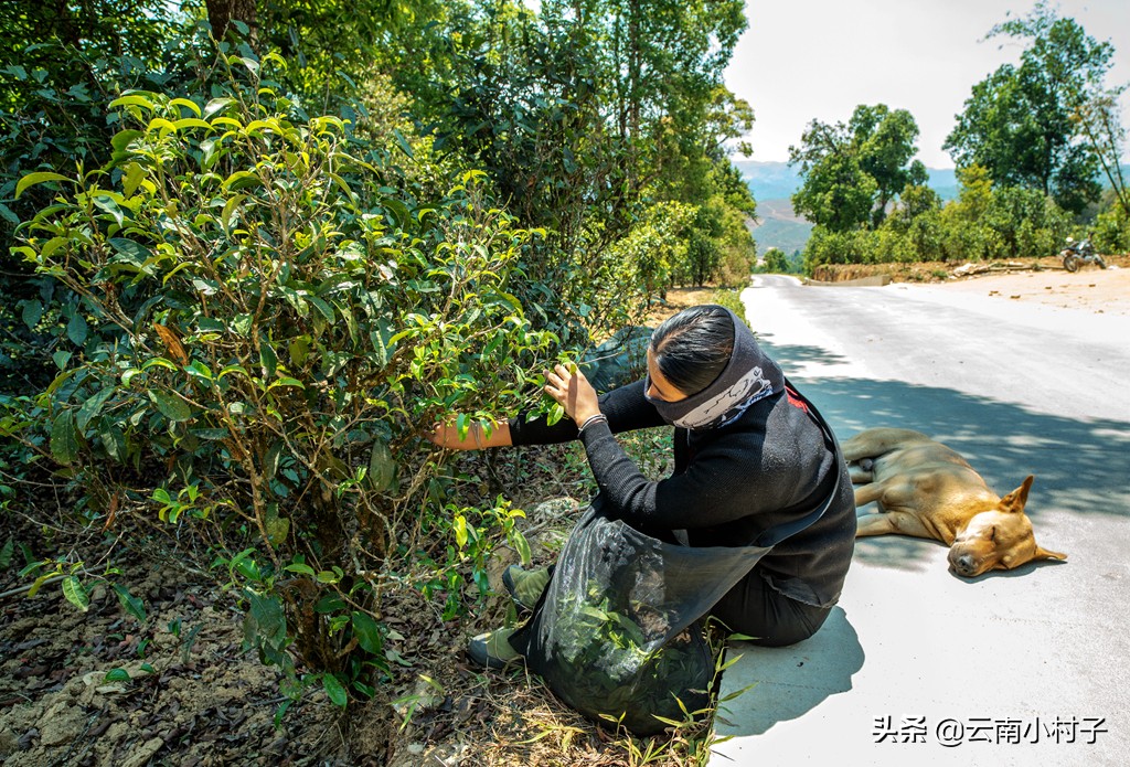 “普洱茶第一村”老班章，朝圣普洱茶之王