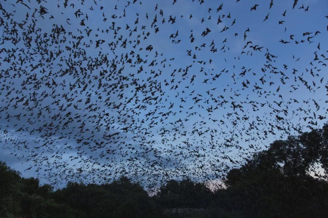 大黄蜂蝙蝠长什么样子（盘点世界上最酷的9种蝙蝠）