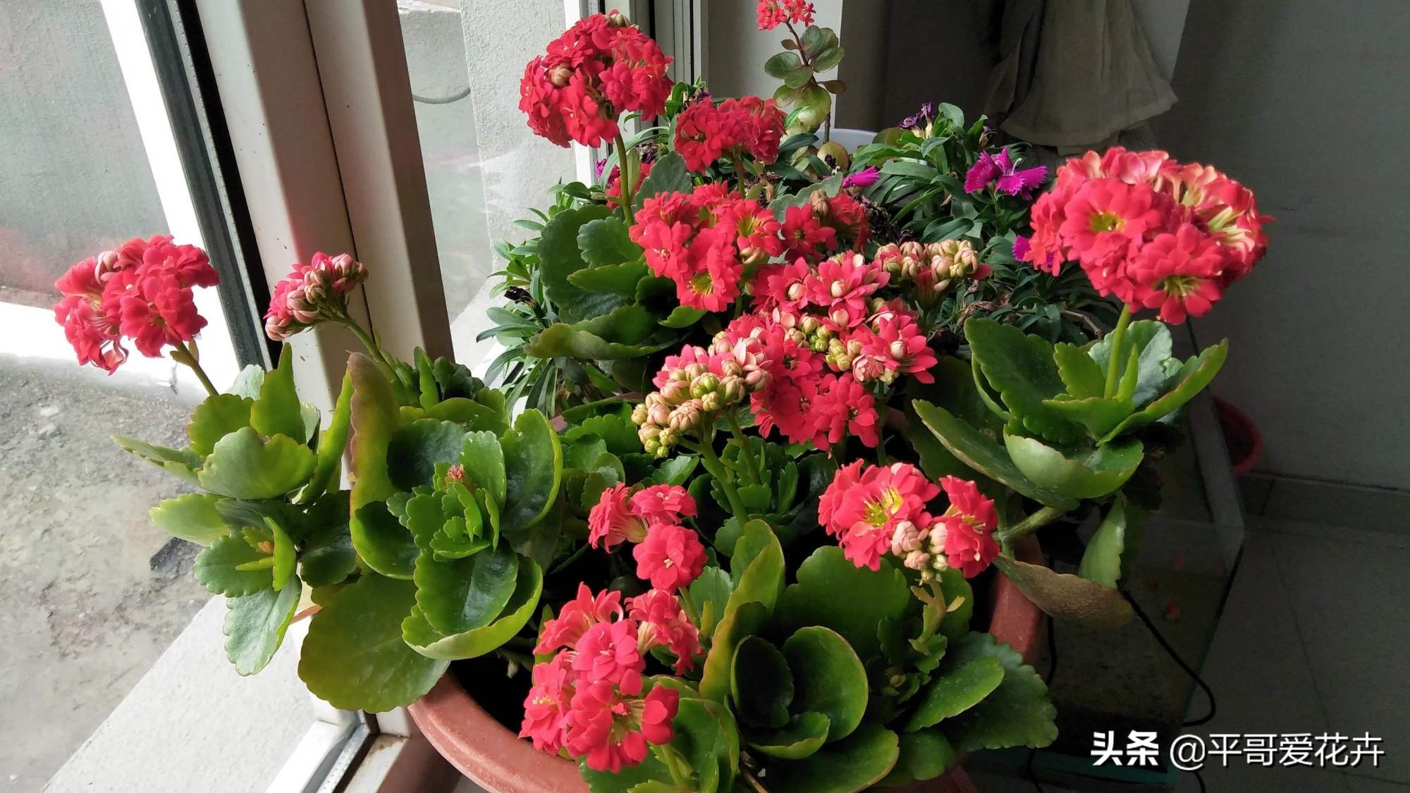 12月长寿花怎么养长得好干货
