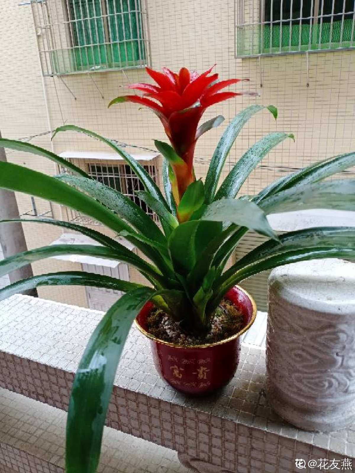 过年都要买一盆鸿运当头给家里增添一点喜气,鸿运当头叶片油绿,花蕊