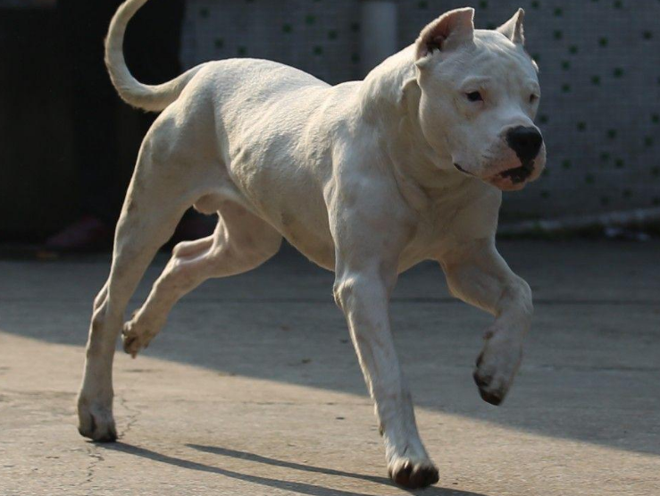 养杜高犬的5大「危害」，你还敢养吗？