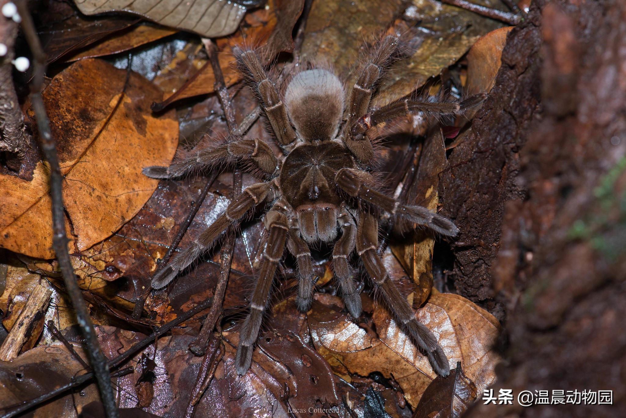从栖息方式来看的话,捕鸟蛛可以分为三种类型:树栖型,地栖型和穴栖型
