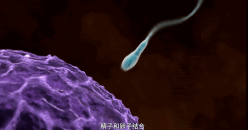 母雞下蛋需要公雞嗎,母雞下蛋需要公雞嗎?沒公雞母雞會下蛋嗎?