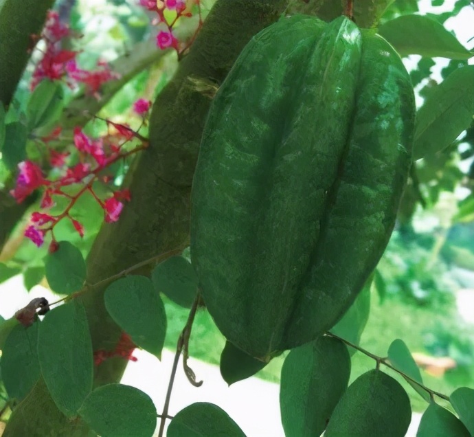 老茎生花,花儿竟不开在枝条上,此乃热带雨林特有的植物现象