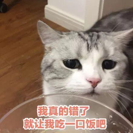 猫咪认错表情包合集