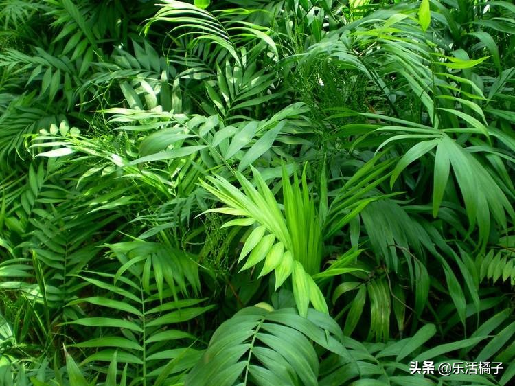 袖珍椰子的寓意（袖珍椰子花语代表的含义）