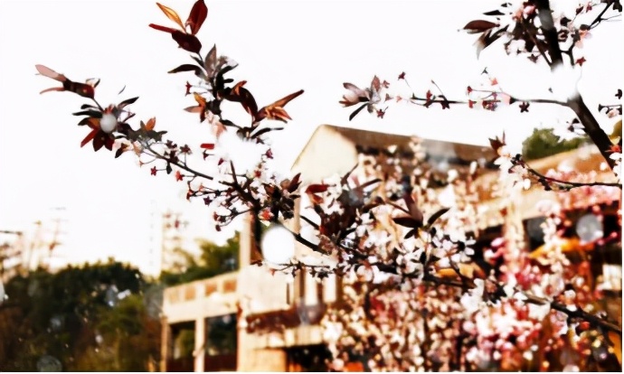 占地2390余亩，重庆这所大学美到被央视新闻