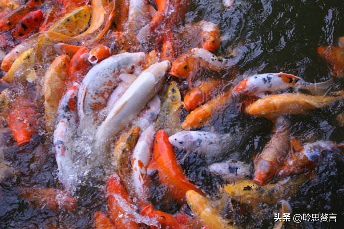 观鱼诗词精选二十四首 我嗟不及群鱼乐，虚作人间半世人