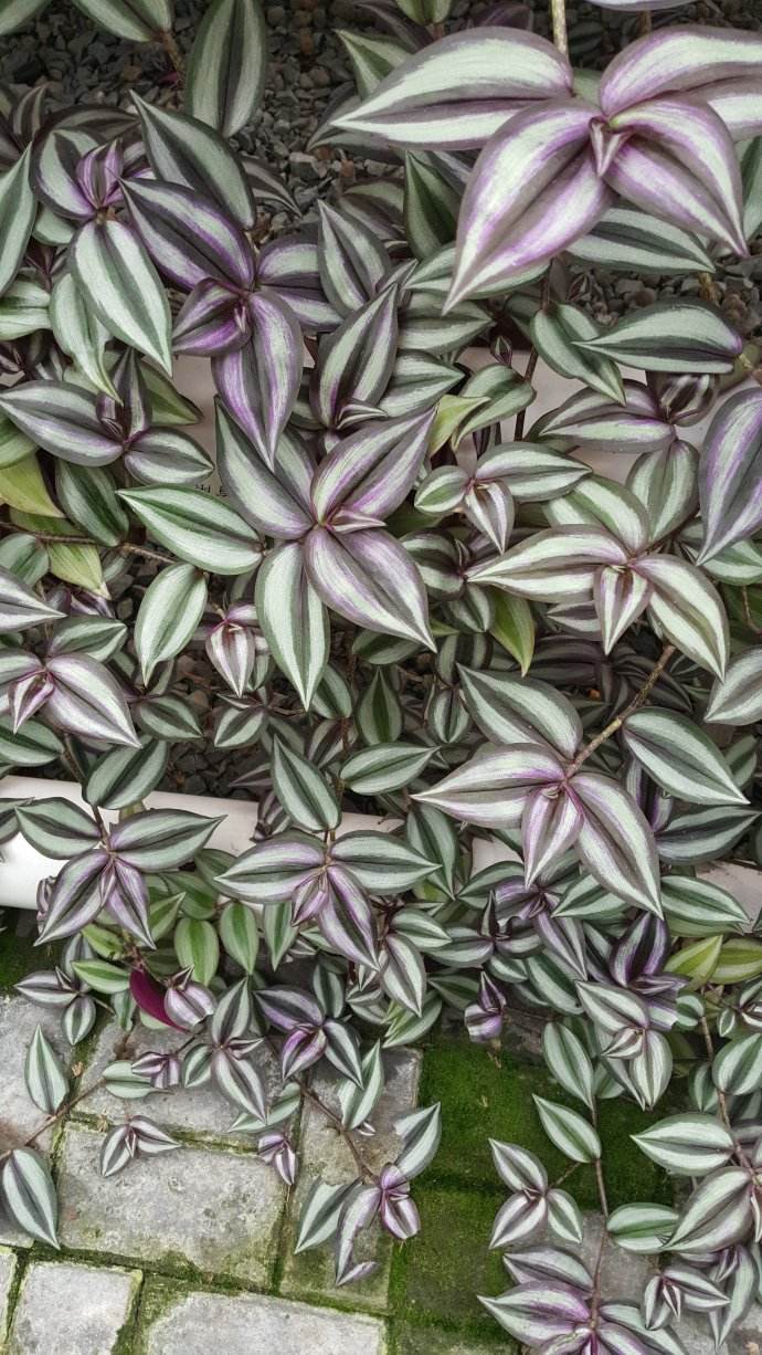 家里养上一盆吊竹梅,可以吸收室内有毒气体,而且好养又好看