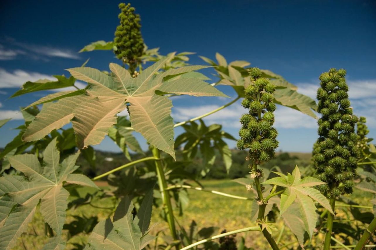 怎么用好蓖麻子