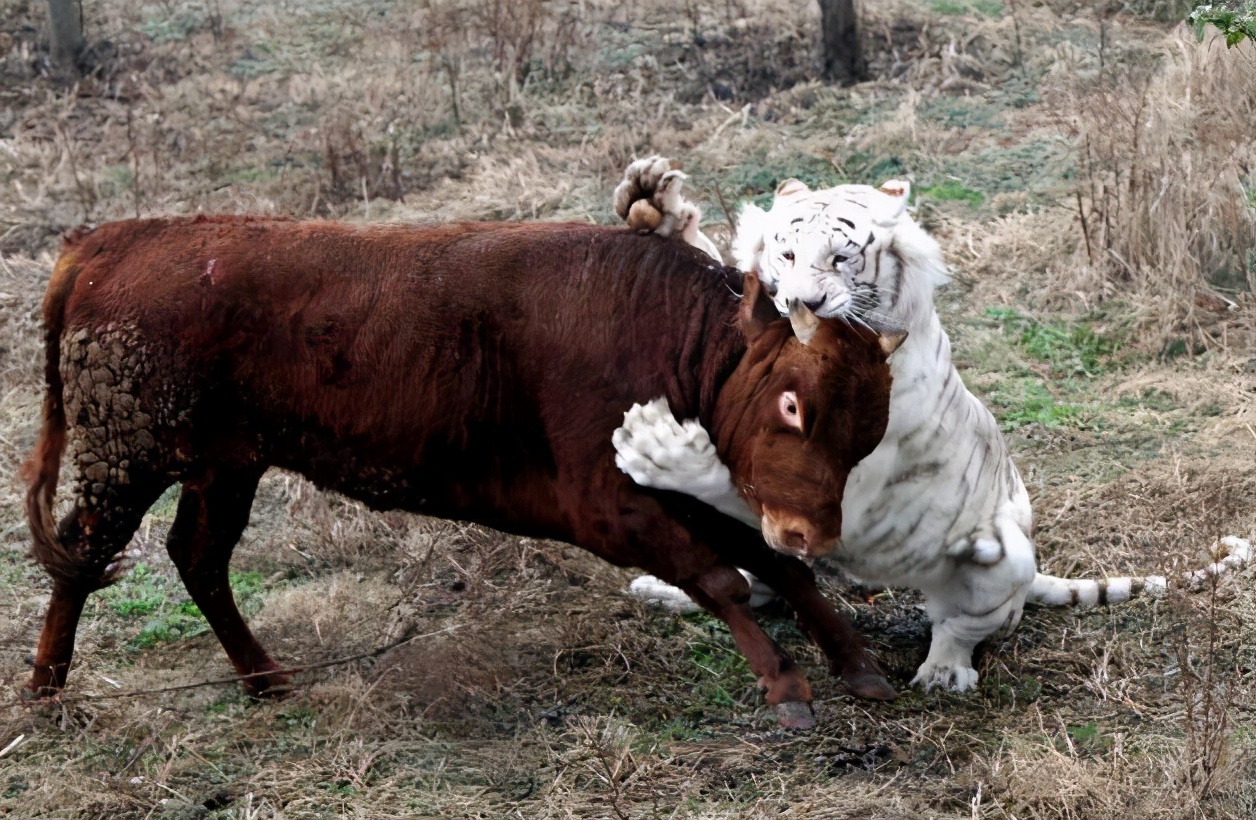 浙江高考2017成绩（浙江考生林欢）