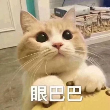 猫咪表情包合集｜小哥哥，处对象吗