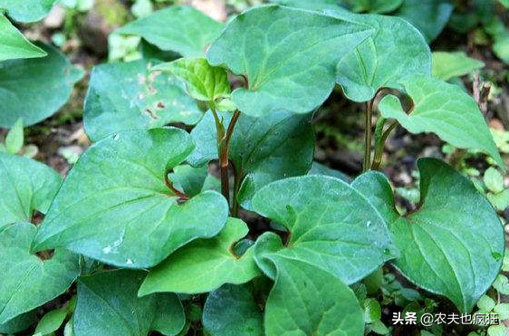 鱼腥草叶子的功效鱼腥草的叶子和根功效一样吗