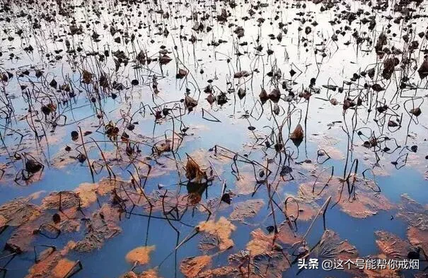 心如荷花天地宽，人生一笑岁月长；医海无涯必励钻，博采勤收受益