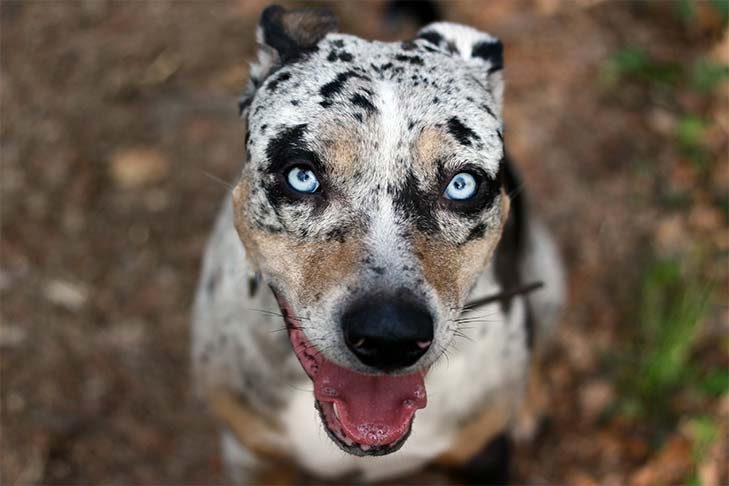 有豹纹，还能有异色瞳，这种名叫卡塔胡拉豹犬的狗狗，你喜欢吗？